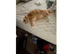 Adopt Pumpkin & Pepper a Orange or Red Ragdoll / Mixed (medium coat) cat in