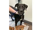 Adopt Biggie a Black Great Dane / Mixed dog in Florence, AL (38579043)