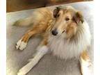 Adopt Jax a Tan/Yellow/Fawn - with White Collie / Mixed dog in Gilberts