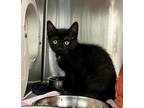 Adopt Nightcrawler a All Black Domestic Shorthair / Domestic Shorthair / Mixed