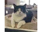 Adopt Tara a All Black Domestic Shorthair / Domestic Shorthair / Mixed cat in