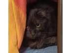 Adopt Madame a All Black Domestic Longhair / Domestic Shorthair / Mixed cat in