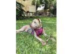 Adopt Lucky a Gray/Blue/Silver/Salt & Pepper American Staffordshire Terrier /