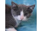 Adopt COSMIC BROWNIE a Gray or Blue Domestic Shorthair / Mixed cat in Eureka