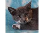 Adopt SNICKERDOODLE a Gray or Blue Domestic Shorthair / Mixed cat in Eureka