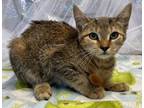 Adopt Ginger Ale a Gray or Blue Domestic Shorthair / Domestic Shorthair / Mixed