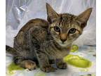 Adopt Sierra Mist a Gray or Blue Domestic Shorthair / Domestic Shorthair / Mixed