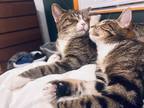 Adopt Archer and Quill a Brown Tabby Domestic Shorthair (short coat) cat in
