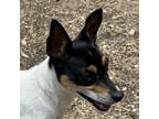 Adopt Dixie a Black Rat Terrier / Mixed dog in Wimberley, TX (38573211)