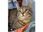 Adopt Rick a Domestic Shorthair / Mixed (short coat) cat in Jim Thorpe