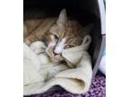 Adopt Tiger a Orange or Red (Mostly) Domestic Shorthair (short coat) cat in