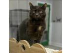 Adopt Lucy-fur a Gray or Blue Domestic Shorthair / Mixed cat in Foley