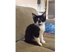 Adopt Oreo (bonded to Ariel) a All Black Domestic Shorthair / Domestic Shorthair