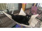 Adopt Patsy a All Black Domestic Shorthair / Domestic Shorthair / Mixed cat in