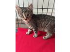 Adopt Snickers a Tiger Striped Domestic Shorthair cat in Massillon