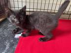 Adopt loki a All Black Domestic Shorthair cat in Massillon, OH (38577468)
