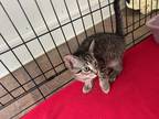 Adopt Kitcat a All Black Domestic Shorthair cat in Massillon, OH (38577467)