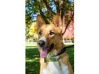 Adopt Bandit a Brown/Chocolate German Shepherd Dog / Mixed dog in Yakima