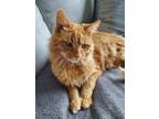 Adopt Corn Pop a Orange or Red Domestic Shorthair / Domestic Shorthair / Mixed