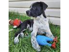 Adopt Bluey a Black Australian Cattle Dog / Mixed dog in Edmonton, AB (38576609)