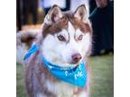 Adopt DENZEL-Adopted a Red/Golden/Orange/Chestnut - with White Siberian Husky /