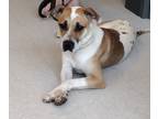 Adopt Penny Nashville a White - with Tan, Yellow or Fawn Beagle / Mixed Breed