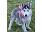 Adopt LULU a Black - with White Siberian Husky / Mixed dog in Valencia