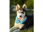 Adopt BLEU-Adopted a Black - with White Siberian Husky / Mixed dog in Valencia