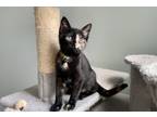 Adopt Miny a Tortoiseshell Domestic Shorthair (short coat) cat in Weatherford