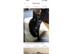 Adopt Pete; lap cat- people loving a All Black Domestic Shorthair (short coat)