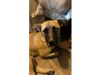 Adopt Sadie a Brown/Chocolate Mixed Breed (Large) / Mixed dog in Saskatoon