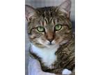 Adopt kit kat a Brown Tabby Tabby (short coat) cat in Barnwell, SC (38576104)