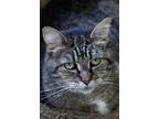 Adopt Xena a Brown Tabby Tabby (short coat) cat in Barnwell, SC (38576090)