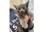 Adopt JFK a Gray or Blue Domestic Shorthair / Domestic Shorthair / Mixed cat in