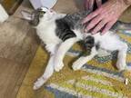 Adopt Clarence Carter Jr a Spotted Tabby/Leopard Spotted Domestic Shorthair