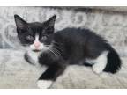 Adopt Fredrick a Black & White or Tuxedo Domestic Shorthair (short coat) cat in