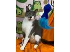 Adopt Mika a Gray or Blue Domestic Shorthair / Domestic Shorthair / Mixed cat in