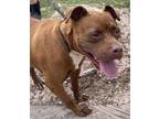 Adopt Lucie a Red/Golden/Orange/Chestnut Pit Bull Terrier / Mixed dog in Groton