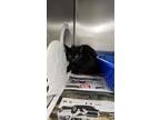 Adopt Minimoi a All Black Domestic Shorthair / Domestic Shorthair / Mixed cat in