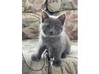 Adopt Pickle a Gray or Blue Domestic Shorthair / Domestic Shorthair / Mixed cat