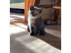 Adopt Bubbles a Gray or Blue Domestic Shorthair / Domestic Shorthair / Mixed cat