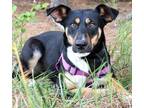 Adopt Lucy a Black - with White Labrador Retriever dog in Atlanta, GA (38575645)