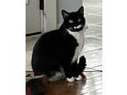 Adopt Bella a Black & White or Tuxedo Domestic Shorthair / Mixed (short coat)