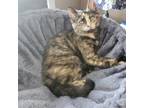 Adopt Olivia a Tortoiseshell Domestic Shorthair / Mixed (short coat) cat in