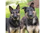 Adopt Aviah a Black - with Tan, Yellow or Fawn German Shepherd Dog / Mixed dog