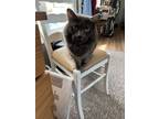 Adopt Shadow a Gray or Blue Domestic Mediumhair / Mixed (medium coat) cat in