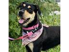 Adopt Reyna EM a Black Rottweiler / Hound (Unknown Type) / Mixed dog in St