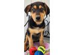 Adopt Princess a Black - with Tan, Yellow or Fawn Labrador Retriever / German