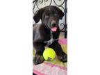 Adopt Charlotte a Black - with White Labrador Retriever / German Shepherd Dog /