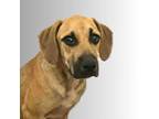 Adopt Lexus a Brown/Chocolate Black Mouth Cur / Mixed dog in Bartlesville